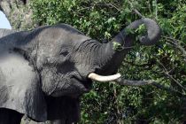 Elefant13