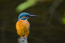 IMG 0006001