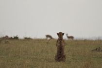 IMG 0043