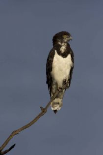 IMG 0053