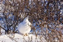 IMG 7404 Kopie