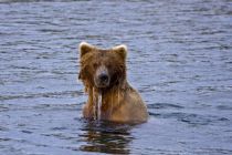 Alaska 06 08 004