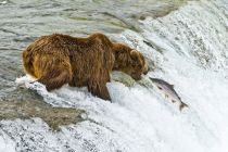 Alaska 06 08 024