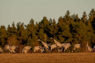 IMG 0016