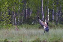 IMG 0050