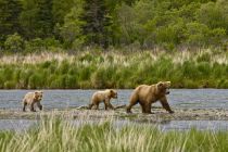 Alaska 06 08 003