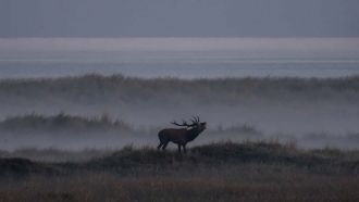 IMG 0009