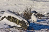IMG 7478 Kopie