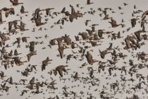 IMG 4192