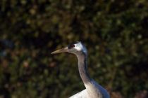 IMG 7334