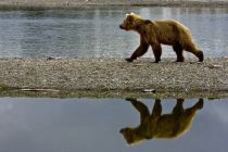 Alaska 06 08 013