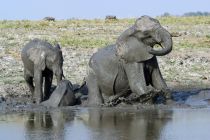 Elefant5