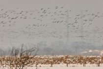 IMG 4198