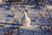 IMG 7440 Kopie