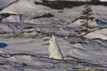 IMG 7472 Kopie