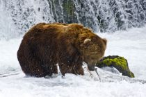 Alaska 06 08 011
