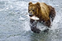 Alaska 06 08 020