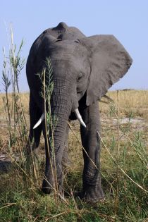 Elefant12