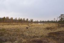 IMG 0005