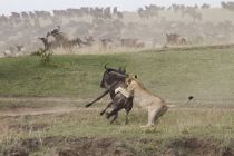 IMG 0023