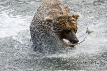Alaska 06 08 010