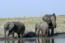 Elefant6