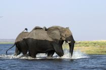 Elefant7