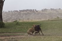 IMG 0026