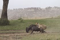 IMG 0027