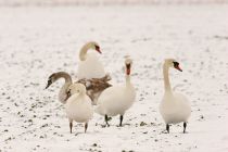 IMG 4294