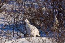 IMG 7390 Kopie