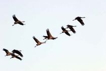 IMG 7447