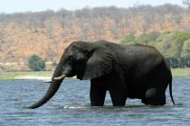 Elefant4