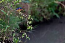 IMG 0001