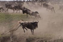 IMG 0011