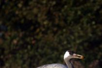 IMG 7332