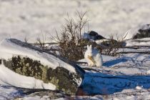 IMG 7495 Kopie