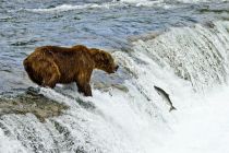 Alaska 06 08 019