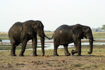 Elefant11