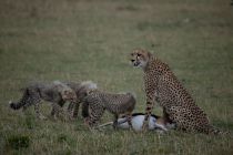 IMG 0041