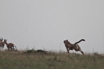 IMG 0047