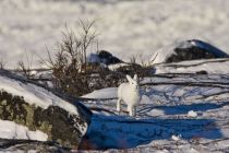 IMG 7500 Kopie