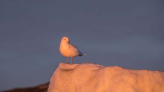 IMG 0002