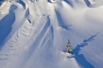 IMG 0011