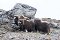 IMG 0029
