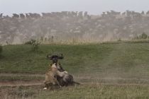 IMG 0029