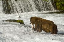 Alaska 06 08 017