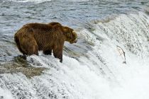 Alaska 06 08 018