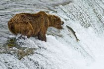 Alaska 06 08 026