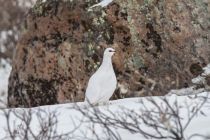 IMG 0059